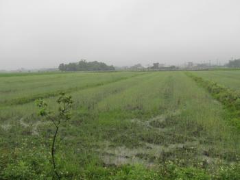 2011-05-22: 施追肥