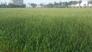2016-01-04: 揚花記錄